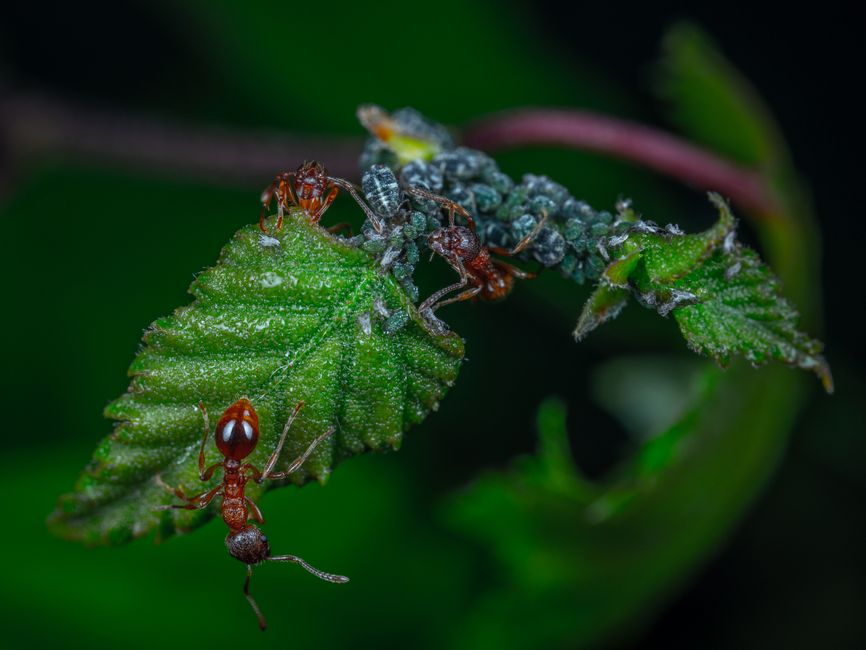 Close-up image showing an ant and aphids interacting on a green leaf.
