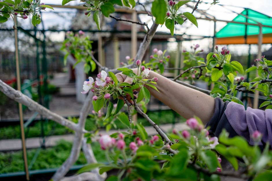 Gardener pruning apple blossoms in a vibrant spring orchard.