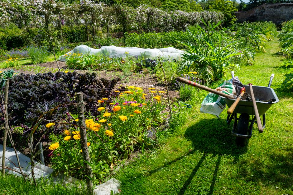 A vibrant kitchen garden with colorful flowers, vegetables, and a wheelbarrow filled with tools.