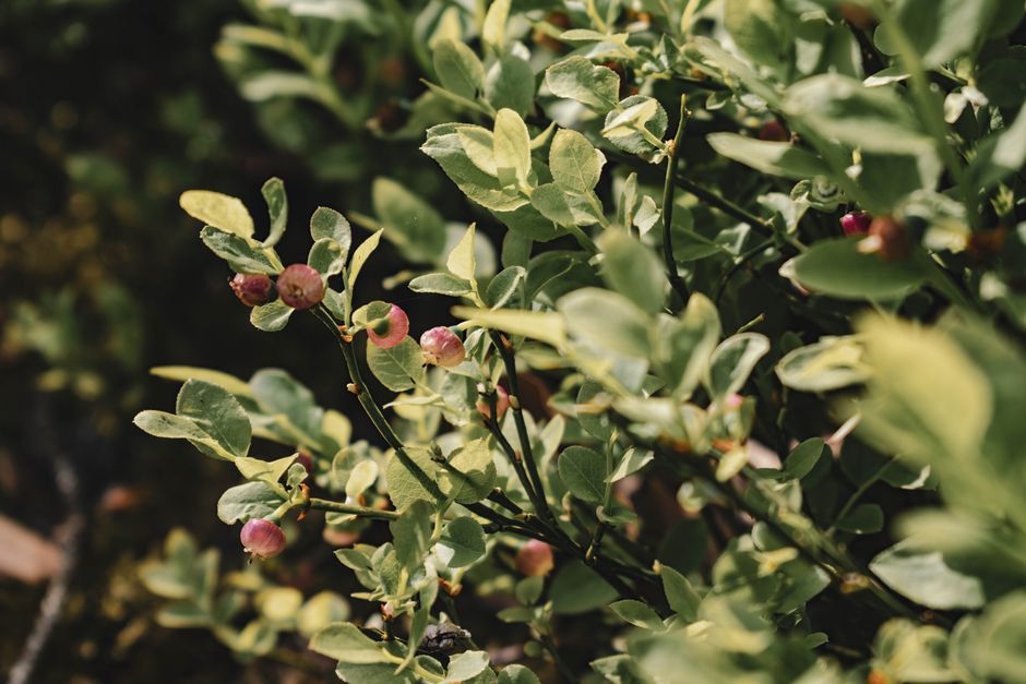 Close-up of a vibrant blueberry bush with ripening berries in a sunny outdoor setting.